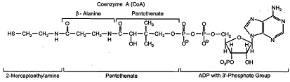 1331_Coenzyme A.png